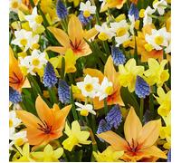 Mélange de 50 - Mélange de fleurs sauvages - Mélange de 4 espèces - Bulbes à fleurs