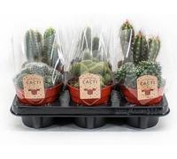 Mélange de cactus | 6 pièces - 20cm - Ø12cm - Plante d'intérieur - Multideal - Cactus et plantes succulentes