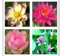 Mélange de graines de lotus 30 graines Nelumbo nucifera résistantes à l'hiver et robustes, lotus de bassin