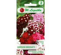 Mélange de graines d'œillet barbu, 1g