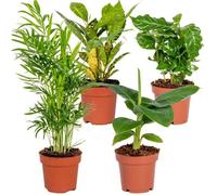 Mélange de plantes d'intérieur tropicales - BLOOMIQUE - Musa-Chamaedorea-Codiaeum-Coffea - D12cmD25-40cm
