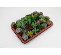 Mélange de plantes succulentes | 30 pièces - 7cm - Ø5,5cm - Plante d'intérieur - Multideal - Cactus et plantes succulentes