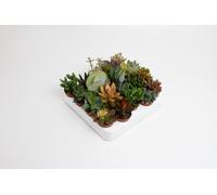 Mélange de succulentes | 20 pièces - 10cm - Ø5,5cm - Plante d'intérieur - Vert persistant - Multideal - Cactus et plantes succulentes