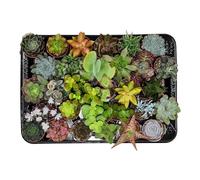 Mélange de succulentes - ↕ 5-10 cm - ⌀ 5,5 cm - lot de 30 plantes - cactus et plantes grasses