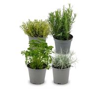 Mélange d'herbes aromatiques avec 4 plantes, en pot de 12 cm de diamètre