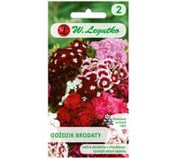 Mélange d'œillets barbus à fleurs simples
