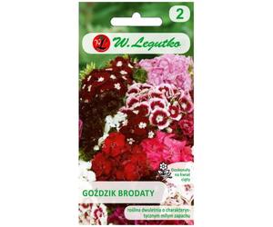 Mélange d'œillets barbus à fleurs simples