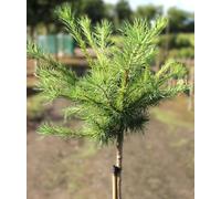 Mélèze bleu du Japon larix Kämpferi Blue Dwarf Haute tige 40 - 60 cm