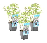 Menthe Aquatique - Mentha Aquatica - par 3 Pièces - Plante d'étang Dans un Pot de Culture - D 9 cm - H10-20 cm