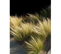 mexicain plumes Herbe Graines de queues de cheval - Stipa Tenuissima