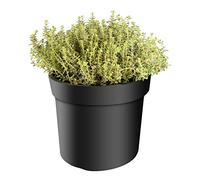 mgc24 Thym, citriodorus, citronnenthym - Qualité de jardinier fraîche méditerranéenne - Pot de 14 plantes - Résistant à l'hiver - Idéal pour le jardin d'herbes aromatiques