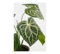 Mica Decorations Pot en céramique avec Caladium Oreja de Elefante Vert, Ø21 x 28 cm