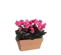 MICA Decorations Zyklamen Boîte de Balcon en Ardoise Terra - L 29 x l 13 x H 33 cm