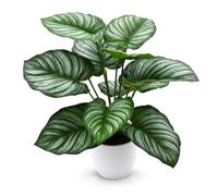 MIJOMA Plante verte en pot - Plante artificielle décorative aspect Calathea | Accent de salon vert pour le salon, le bureau et le couloir