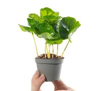 Mini Caféier Arabica Coffea Arabica Plante d'intérieur à feuilles persistantes Petite plante d'intérieur en pot À offrir
