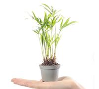 Mini Palmier Palmier nain Chamaedorea Elegans Plante d'intérieur à feuillage persistant