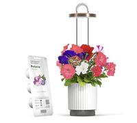 Mini Smart Garden Hydrovase, Kit avec Capsules Pétunia Click & Grow, Blanc | Mini Potager Intérieur. Arrosage Automatique. Lampe de Croissance LED. Compatible avec toutes les capsules Click & Grow.