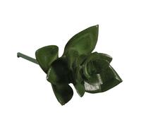 Mini - Succulente "Haworthia", 5x3,5cm