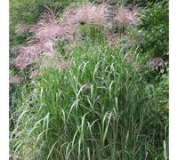 Miscanthus giganteus 2 l 0-100 cm