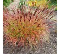 Miscanthus red chef 2 l 0-100 cm
