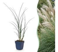 Miscanthus sin. Gracillimus - Herbe de Pampus - À panicule - Vert - 24 plants - 15-25cm - Ø11cm - Plante de jardin