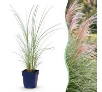 Miscanthus sin. Morning Light - Herbe de Pampus - À panicule - Argenté - 24 plants - 15-25cm - Ø11cm - Plante de jardin