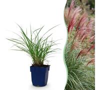 Miscanthus sin. Red Chief - Herbe de Pampus - À panicule - Vert - 12 plants - 15-25cm - Ø11cm - Plante de jardin