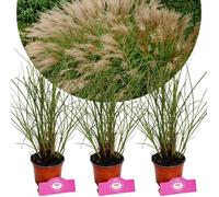 Miscanthus sinensis Gracillimus - Pot 9cm 3 pcs