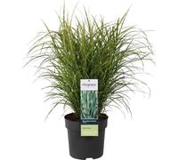 Miscanthus sinensis Strictus (herbe à piquants) - Graminée ornementale Ø23cm