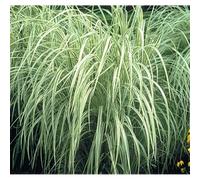 Miscanthus variegatus 5 l 0-120 cm