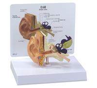 Modèle d'oreille, taille réelle, avec conduit auditif, 1 pièce