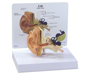 Modèle d'oreille, taille réelle, avec conduit auditif, 1 pièce