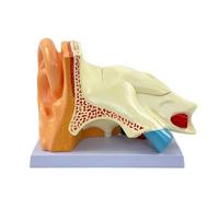Modèle oreille 5X agrandi, 5 pièces démontables connexions magnétiques | Modèle d'oreille magnétique numéroté, osselets, cochlée et canaux semicirculaires amovibles pour l'éducation