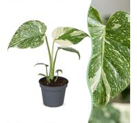 Monstera Creme Brulee - Monstera Creme Brulee - Green - Cream - Tropical - Ø6cm - ↕14cm