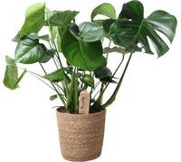 Monstera dans un panier naturel - Ø21cm - Ø60cm - Plante d'intérieur facile