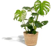Monstera Deliciosa - Ø80cm - Ø21cm, panier naturel inclus - Plante d'intérieur