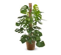 Monstera deliciosa avec panier en jonc de mer - plante trouée avec tuteur - ↕ 110-120 cm - ⌀ 25 cm - plante d'intérieur