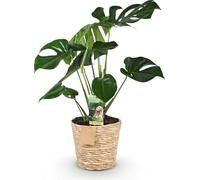 Monstera Deliciosa avec panier naturel - Plante d'intérieur 50-55cm - 17cm