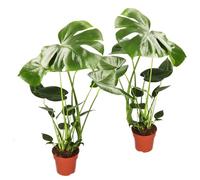 Monstera deliciosa Lot de 2 feuillets de fenêtre, env. 55-70 cm, pot de 12-15 cm de diamètre, faciles d'entretien pour appartement et bureau, qualité professionnelle