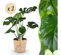Monstera Deliciosa - Plante en trou - Peu d'entretien - avec panier - Vert - 2 Plantes - 50-55cm - Ø17cm - Plante d'intérieur - Vert persistant