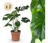 Monstera Deliciosa - Plante en trou - Peu d'entretien - Vert - 2 Plantes - 50-55cm - Ø17cm - Plante d'intérieur - Vert persistant