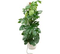 Monstera Pertusum - Monstera - env. 150cm de haut - Ø30cm - cache-pot inclus