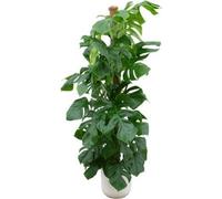 Monstera Pertusum - Monstera - Plante d'intérieur - 150cm de haut - Ø26cm, pot