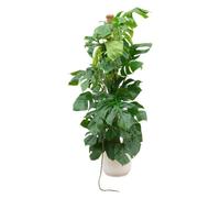 Monstera Pertusum XL incluant elho Vibes Fold Round blanc - 140-150cm - Ø30cm - Plante d'intérieur - Ensemble complet - Plante avec pot