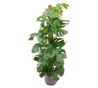 Monstera Pertusum XL y compris elho Jazz Round lilac - 140-150cm - Ø26cm - Plante d'intérieur - Ensemble complet - Plante avec pot