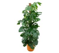 Monstera Pertusum XL y compris elho Jazz Round yellow - 140-150cm - Ø26cm - Plante d'intérieur - Ensemble complet - Plante avec pot