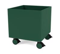Montana Colour Box I - S6161 Pine