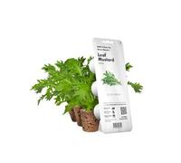 Moutarde feuille / 3-pack - Capsules de moutarde verte pour jardin d'intérieur intelligent