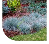 MRS Fétuque bleue (Festuca glauca) - 20.000 graines - Plante vivace indigène - Plante hôte pour les papillons - Facile à semer