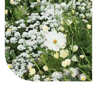 MRS Fleurs d'été et graines de fleurs : mélange de tons blancs - 250 g pour 125 m² - 22 variétés de fleurs différentes - Attractif pour les insectes pollinisateurs